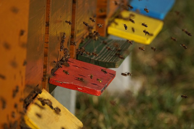 Oblot pszczół robotnic