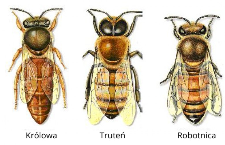 Podział rodziny pszczelej