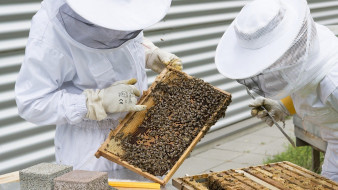 Przegląd ula i kondycji rodziny pszczelej