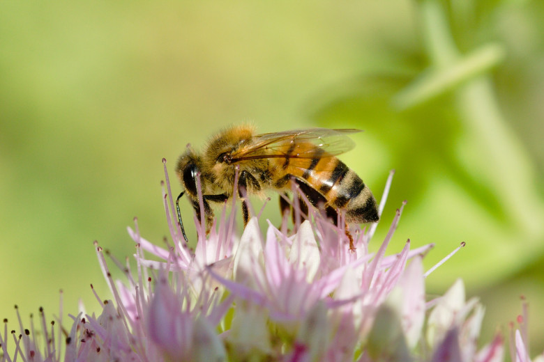 Pszczoła robotnica zbierająca nektar