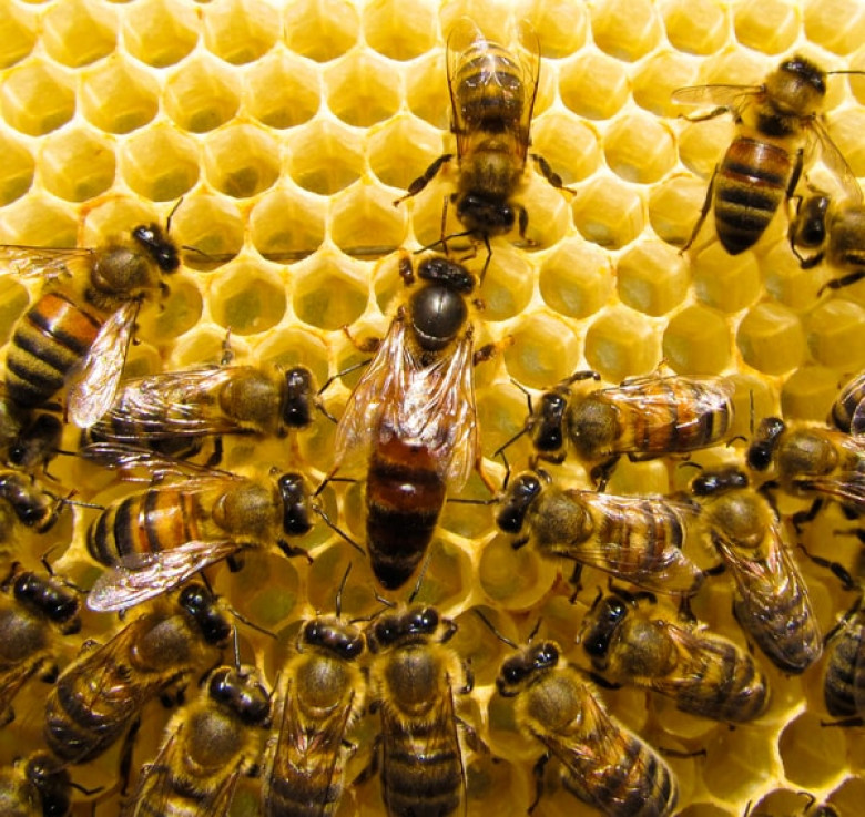 Królowa pszczół razem z robotnicami