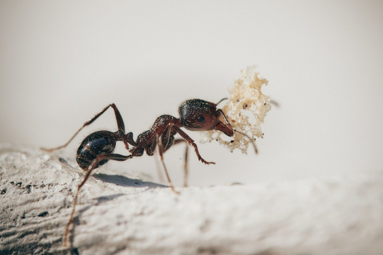 Mrówka niosąca pożywienie