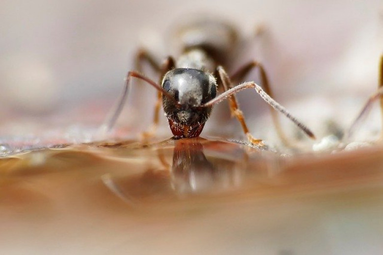 Mrówka pijąca wodę na kawałku drewna