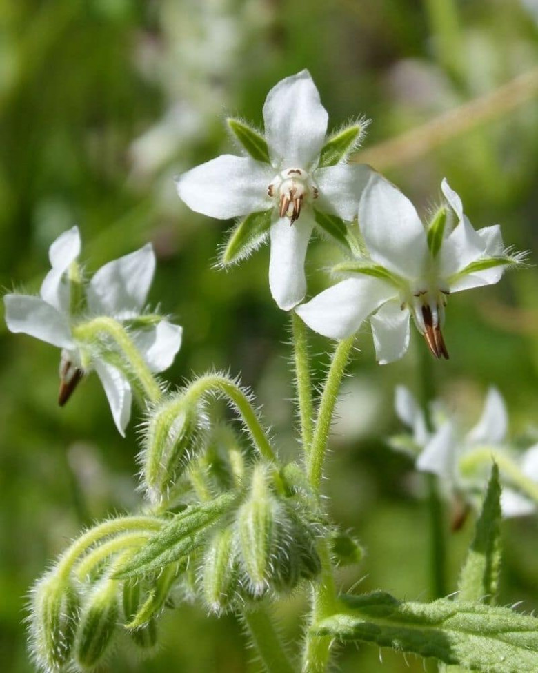 Ogórecznik Lekarski - odmiana o białych kwiatach