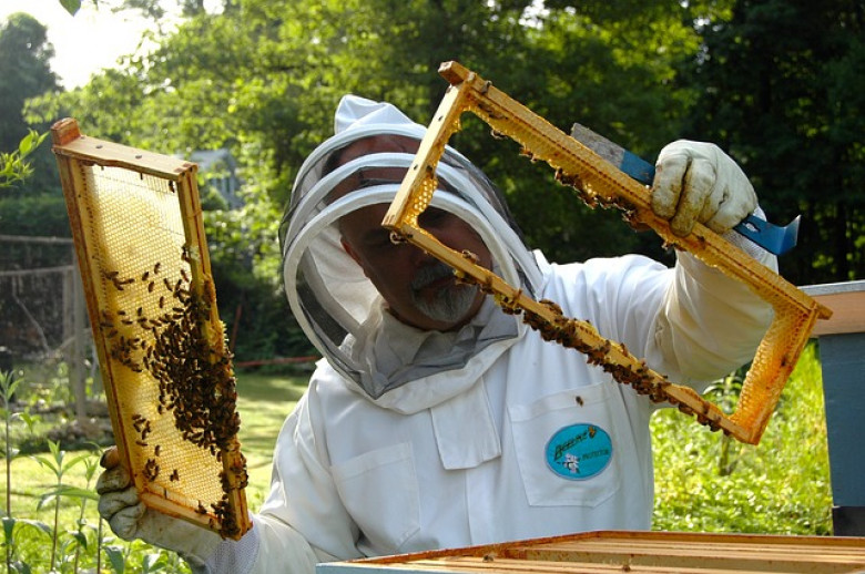 Poradnik początkującego pszczelarza