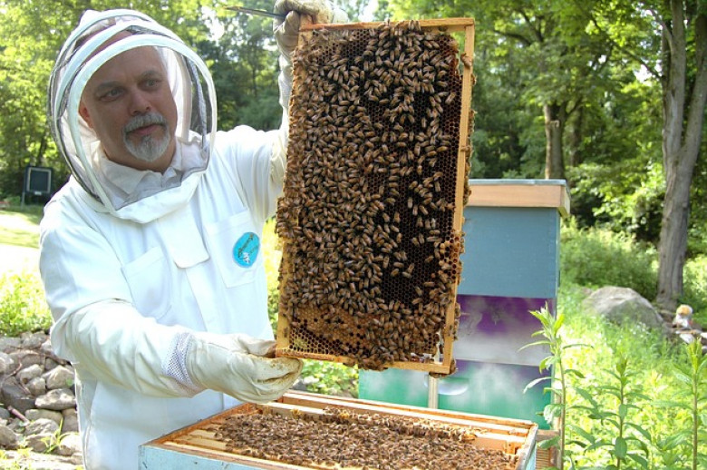 Pszczelarz pokazujący ramkę z pszczołami