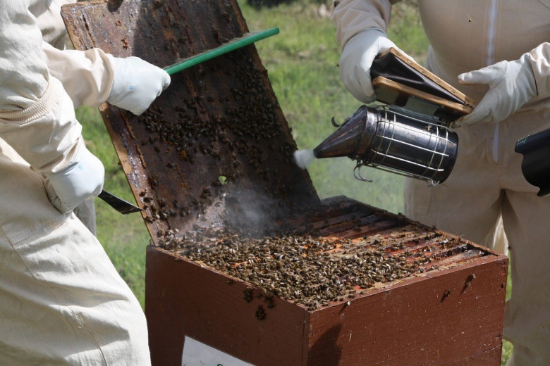 Pszczelarze robią przegląd ula
