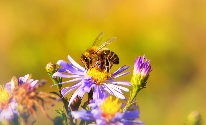Pszczoła miodna spijająca nektar