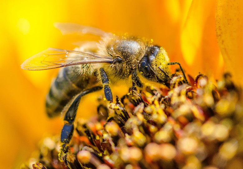 Pszczoła pokryta pyłkiem, zbiera nektar