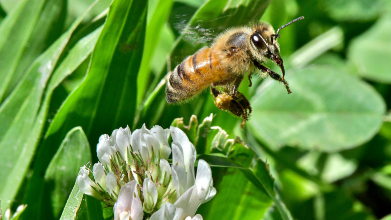 Pszczoła zapylająca kwiaty koniczyny białej