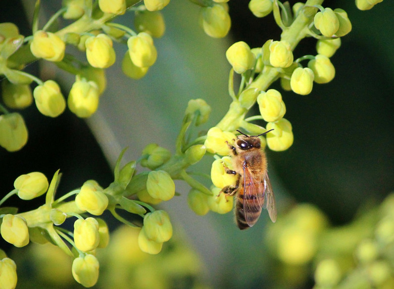 Pszczoła zbierająca nektar na kwiatach Mahonii pospolitej