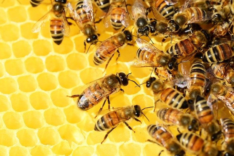 Pszczoły robotnice, Truteń (w centrum)