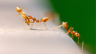 Mrówki chodzące po powierzchni ula