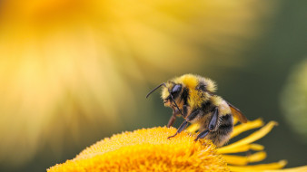 Pszczoła siedząca na krawędzi kwiatu