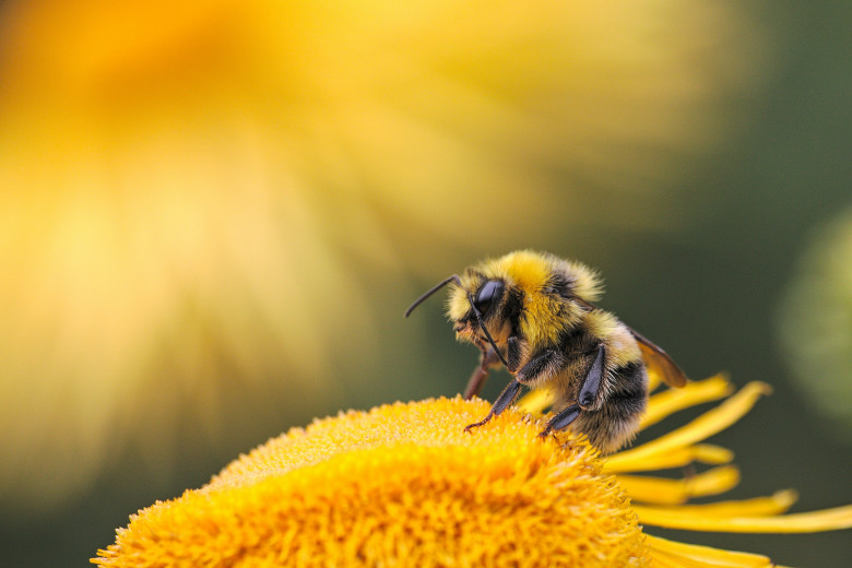 Pszczoła siedząca na krawędzi kwiatu